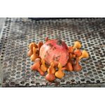 GRAPAT MANDALA -  TÖK