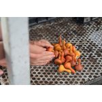 GRAPAT MANDALA -  TÖK