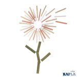 KAPLA 200 DB-OS BOX, TAVASZ