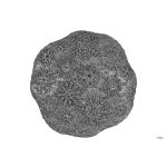 MUFFIK Extension Stump - Snowflake soft, grey  