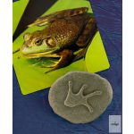 YELLOW DOOR NYOMOZÓ KŐSZETT, ERDEI LÁBNYOMOK, 8 DB - előrendelésre